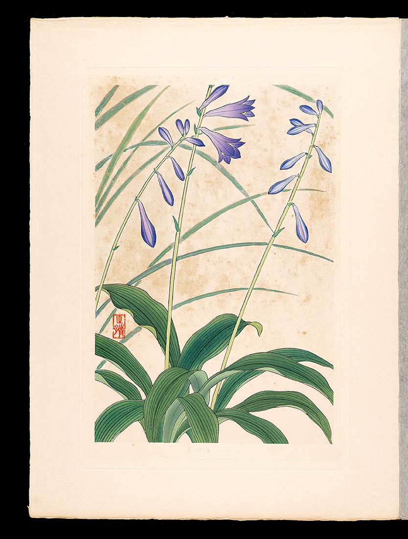 井上正晴「高山植物図譜　ミヅギバウシ」