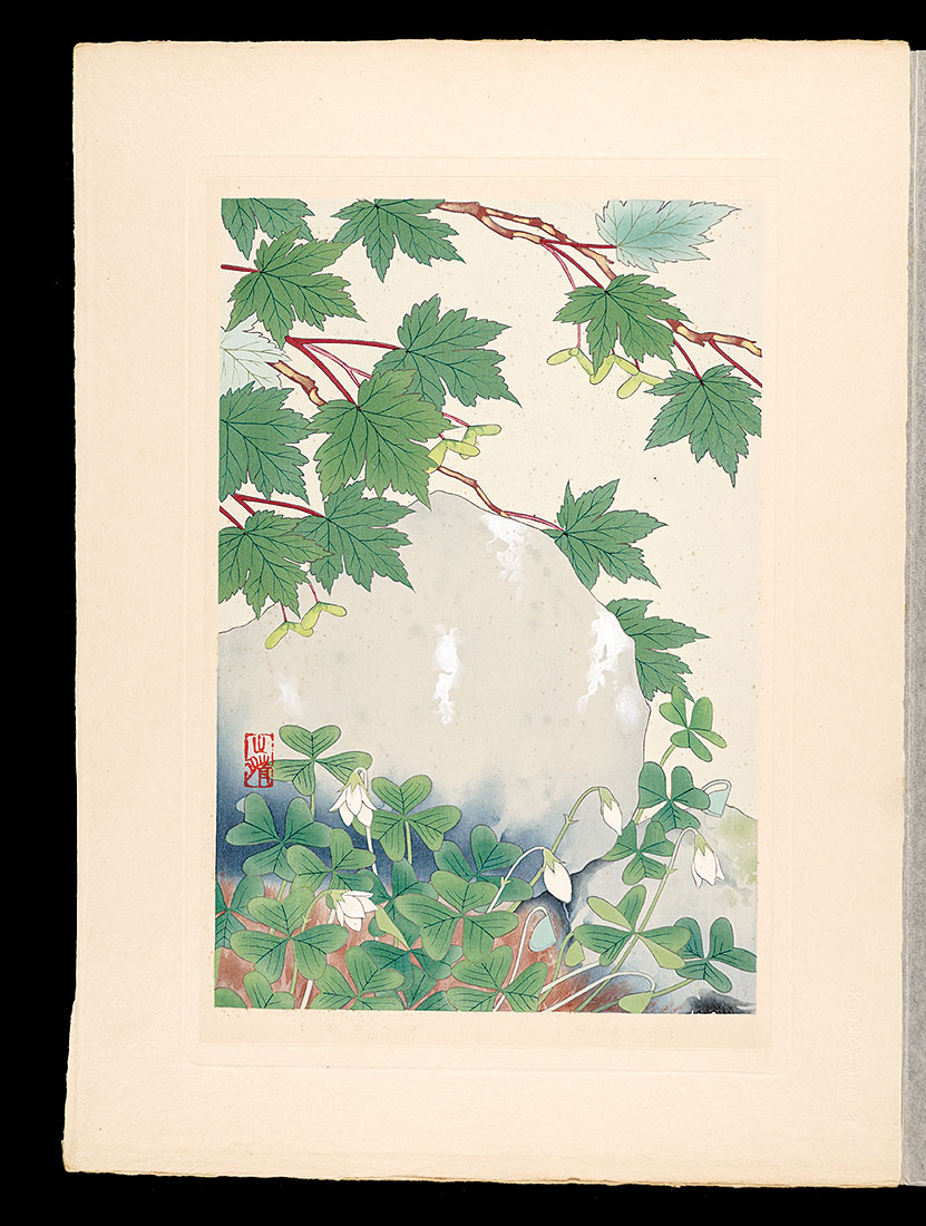 井上正晴「高山植物図譜　ミヤマカタバミ・ミネカへデ」
