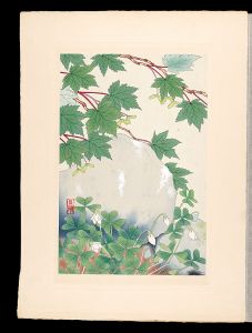井上正晴「高山植物図譜　ミヤマカタバミ・ミネカへデ」