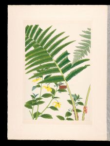 井上正晴「高山植物図譜　ヲシダ（一名メンマ、ミヤマイノデ）・キツリフネ」