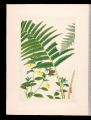 Japanese Alpine Plants / Crown......