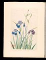 Japanese Alpine Plants / Iris ......