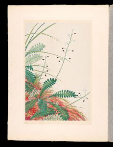 井上正晴「高山植物図譜　ヲサバグサ
」