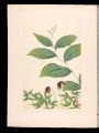 Japanese Alpine Plants / Obayu......