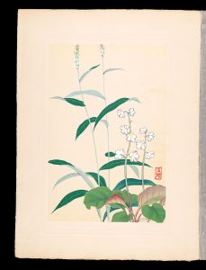 井上正晴「高山植物図譜　イチヤクサウ・イブキトラノヲ」