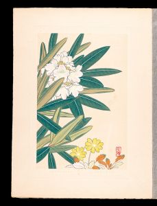 井上正晴「高山植物図譜　チヤウノスケサウ・シロバナシヤクナゲ
」