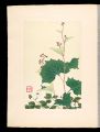 Japanese Alpine Plants / Paras......