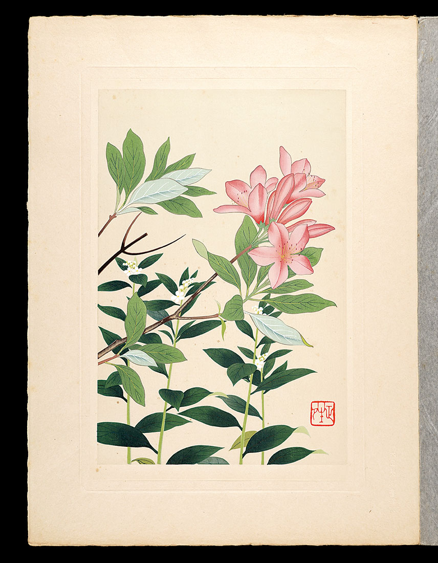 Inoue Masaharu “Japanese Alpine Plants / Lithospermum erythrorhizon and Japanese azalea”