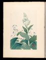 Japanese Alpine Plants / False......
