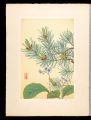 Japanese Alpine Plants / Conan......