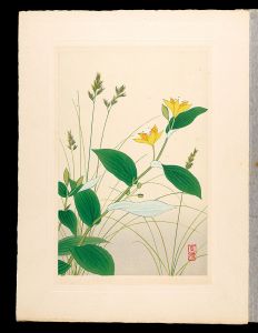 井上正晴「高山植物図譜　ウシノチグサ（ギンシンサウ）・タマガワホトトギス（油点草一種）」