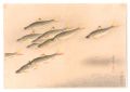 Fish of Japan / No. 9 of Volum......