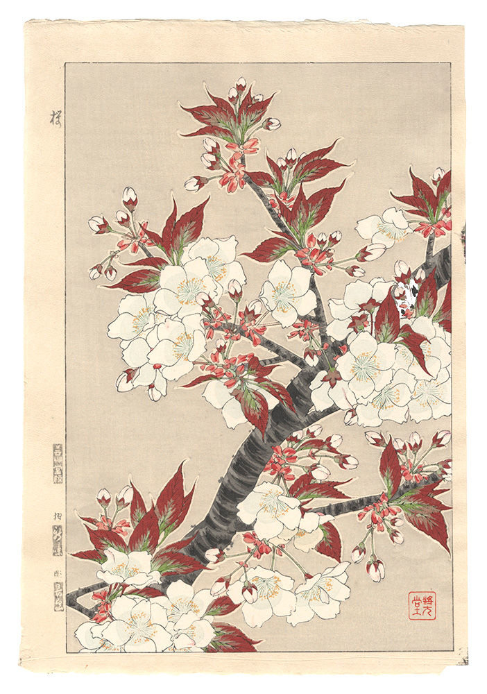 Kawarazaki Shodo “Floral Calendar of Japan / Cherry Blossom”