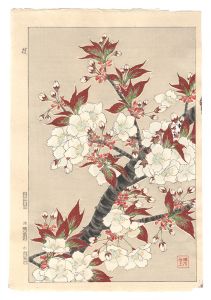 Kawarazaki Shodo / Floral Calendar of Japan / Cherry Blossom