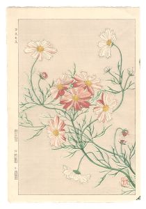 Kawarazaki Shodo / Floral Calendar of Japan / Cosmos