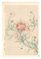 Floral Calendar of Japan / Cos......
