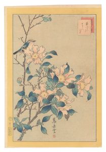 Sugakudo / Forty-eight Hawks Drawn from Life / No. 41: Goldcrest and Camellia [生写四十八鷹　四十一　菊いたゞき さゞん花]