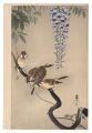 Sparrow and Wisteria (tentativ......