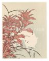 Amaranthus and a White Hare【Re......