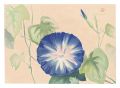 Picture Album of Various Flowe......