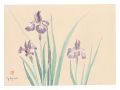 Picture Album of Various Flowe......