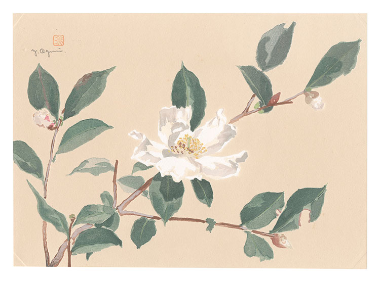 小栗美二「萬華画譜　さざんか」