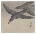 Crows (tentative title)