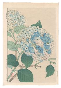 Kawarazaki Shodo / Hydrangea