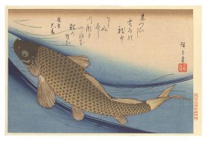 Hiroshige I / A Series of Fish Subjects / Carp【Reproduction】 [魚づくし　鯉【復刻版】]