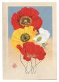 Poppy