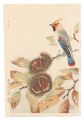 Chestnuts and a Waxwing