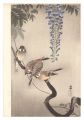 Sparrow and Wisteria (tentativ......