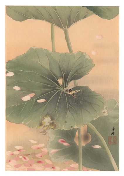 Morita Kako “Grasshopper (tentative title)”
