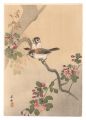 Sparrows (tentative title)