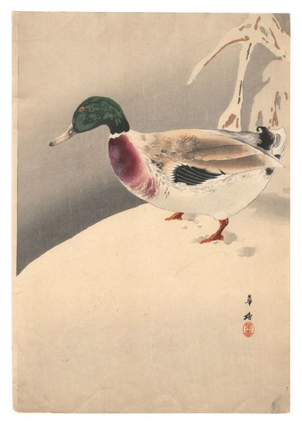 Morita Kako “Duck (tentative title)”