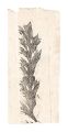 Pine