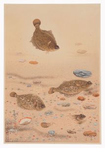 大日本魚類画集　第一輯ノ十一　カレイ