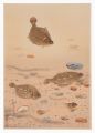 Fish of Japan / No. 11 of Volu......