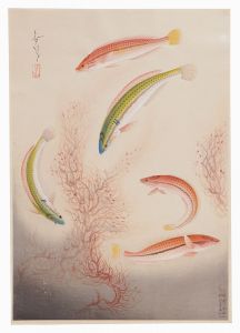 大日本魚類画集　第一輯ノ四　ベラ