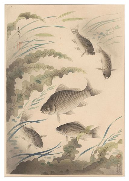 大野麥風「大日本魚類画集　フナ」