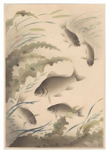 大野麥風「大日本魚類画集　フナ」