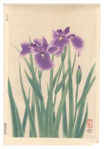 Ito Nisaburo / Iris