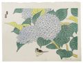 Hydrangea (tentative title)