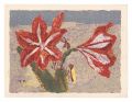 Amaryllis