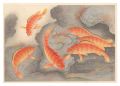 Fish of Japan / Blacktip Group......