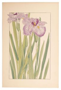 <strong>Sugiura Hisui</strong><br>Japanese Iris