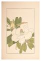 Southern Magnolia