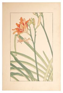 <strong>Sugiura Hisui</strong><br>Bush sedge