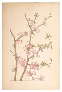 <strong>Sugiura Hisui</strong><br>Japanese quince