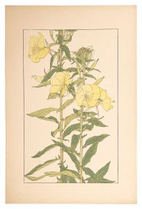 <strong>Sugiura Hisui</strong><br>Evening Primrose
